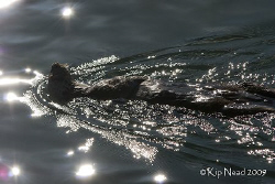I finally had a chance to get close enough to a couple ot... by Kip Nead 